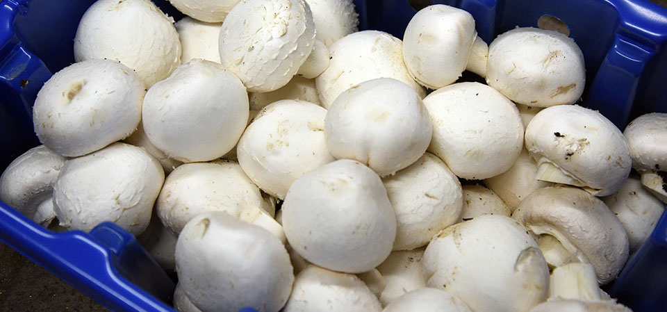 Purchase fresh fruit and vegetables in Portree from Maggie's Fruit and Veg